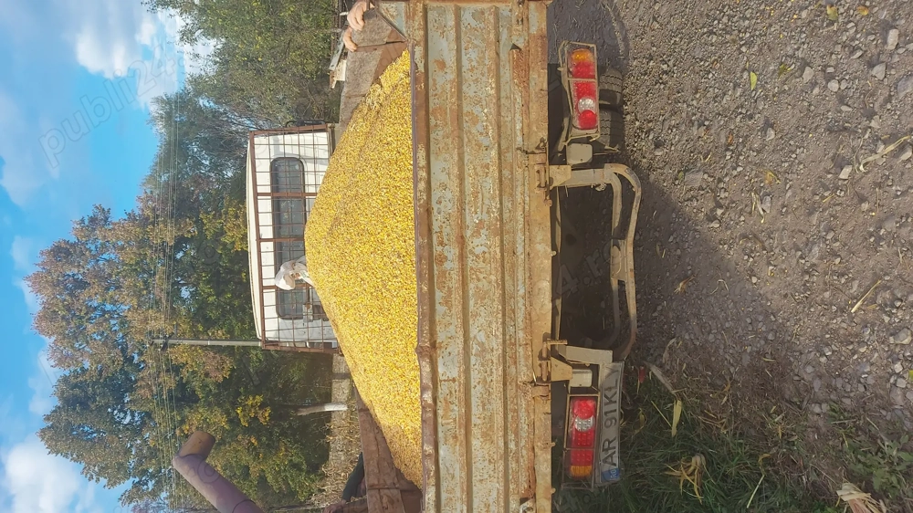 Vând porumb boabe pioneer 