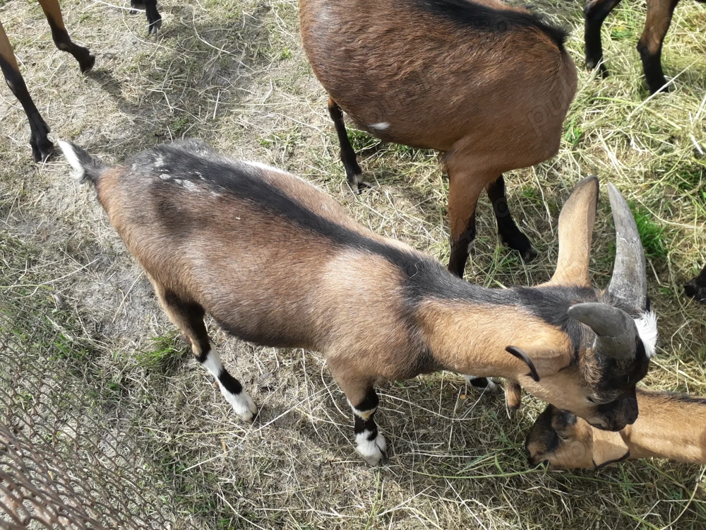 Vănd iezi, capre, țapi