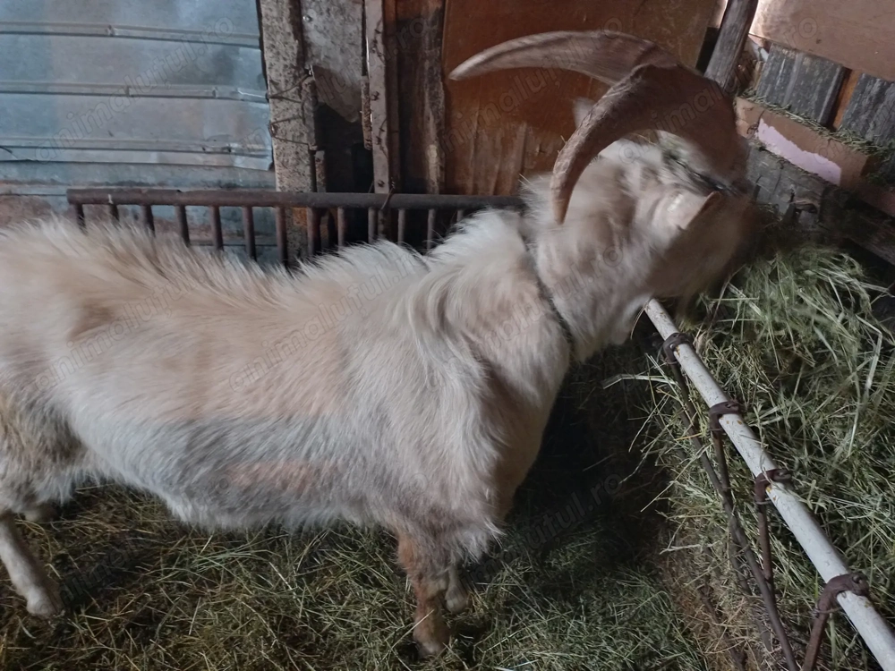 Țap Saanen tânăr (2 ani), exemplar deosebit 