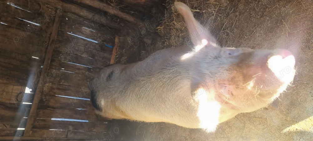 Vand 3 porci, 200 - 250 de kg