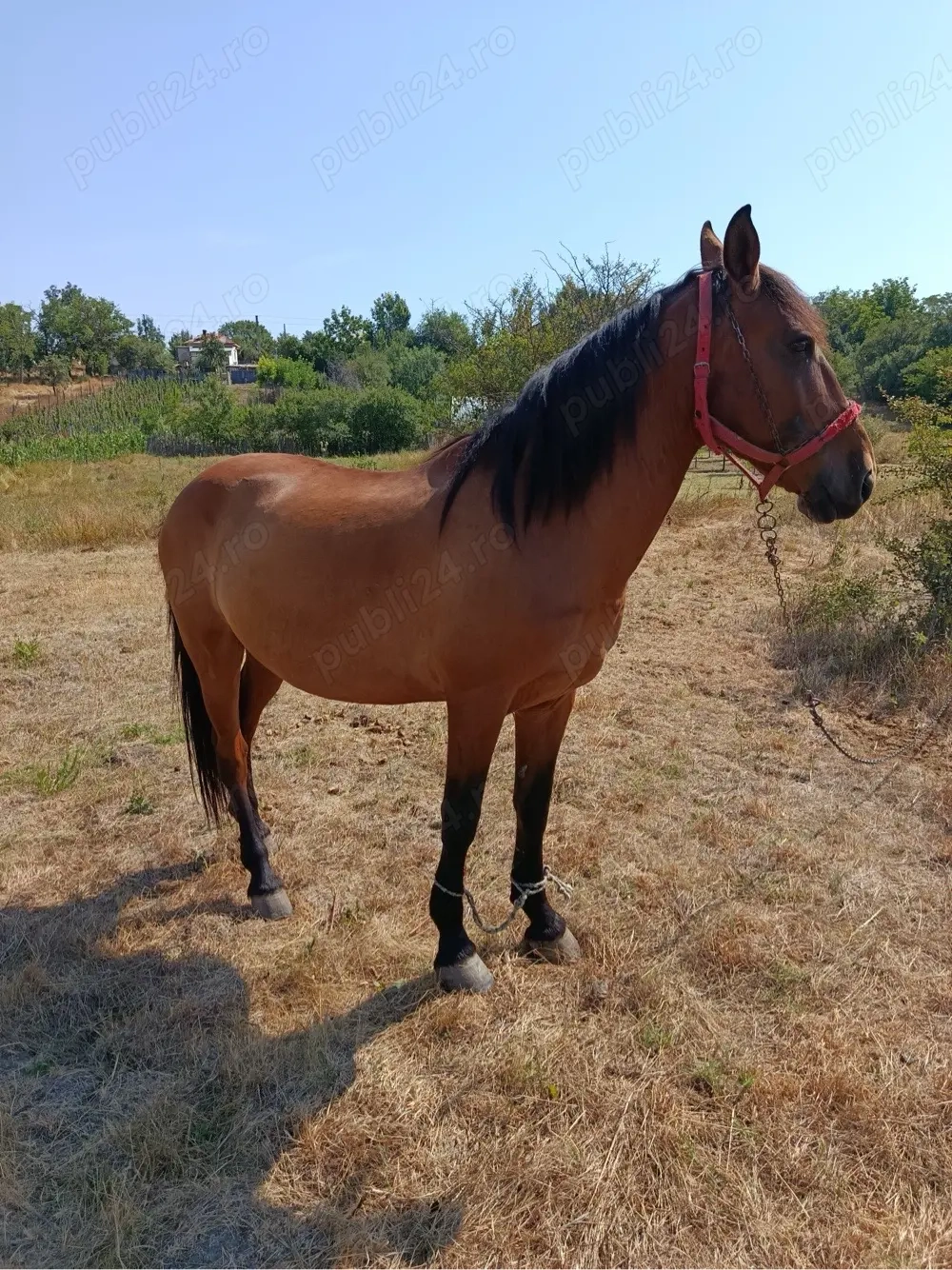 Vand cal castrat pentru muncă 