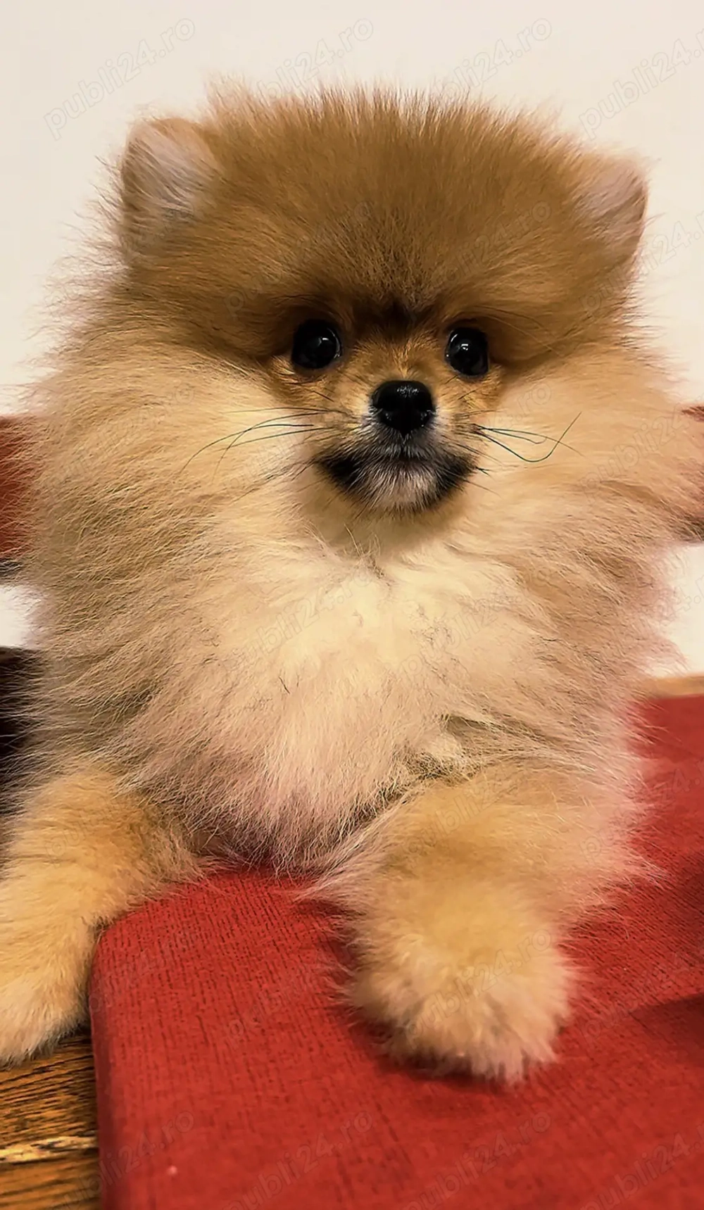 Pomeranian b ietel 