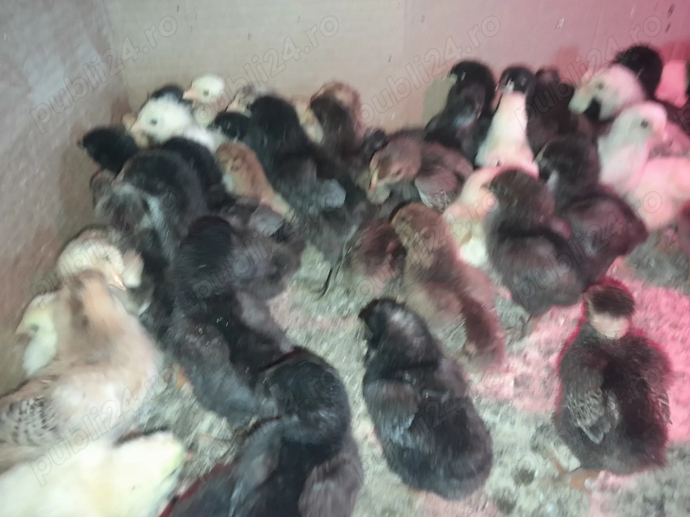 Pui de 8 ,9 zile din oua eco.