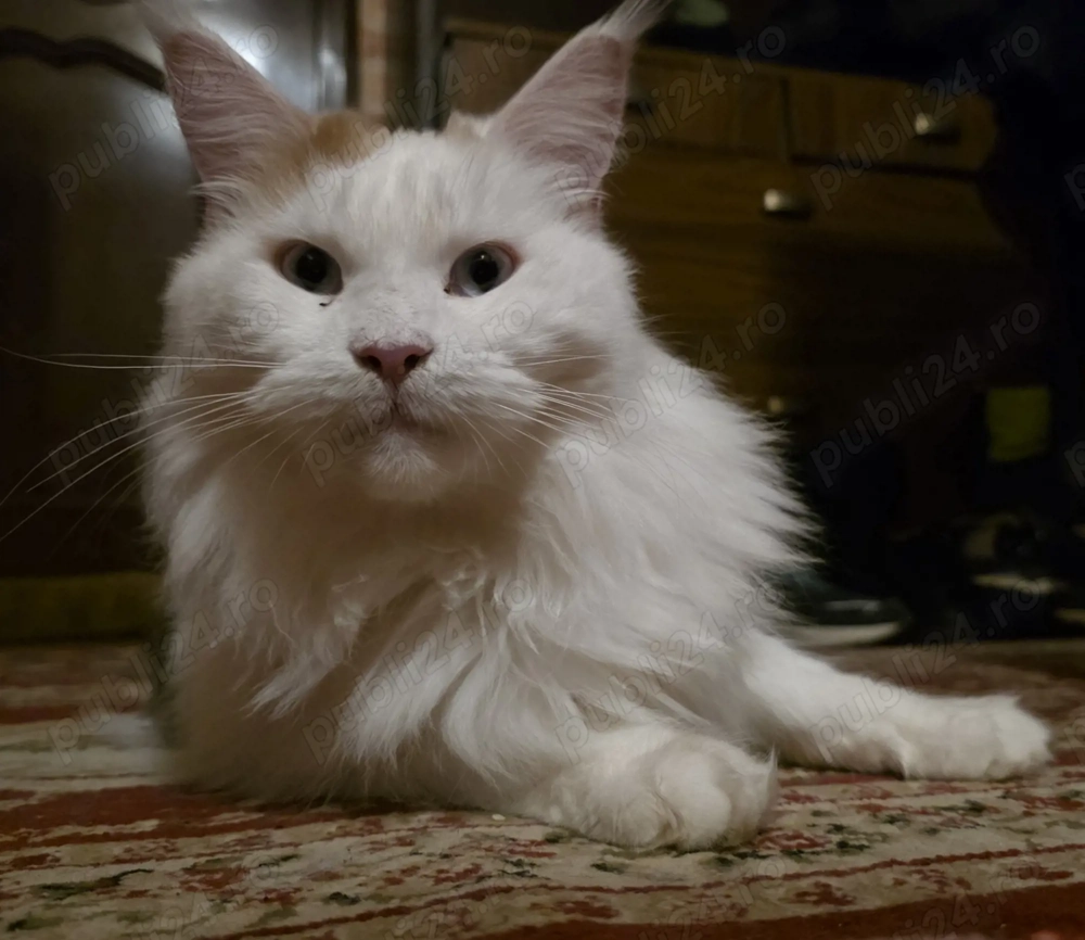 ...femela 3 ani ...caut o familie care o să iubească cum merită ea ...nu puteți să-l vindeți.