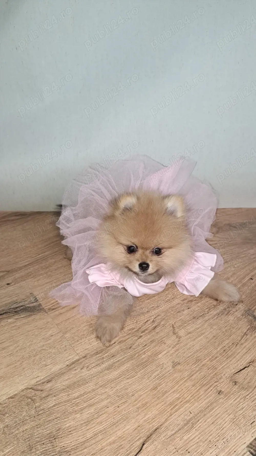 pomeranieni cu pedigree