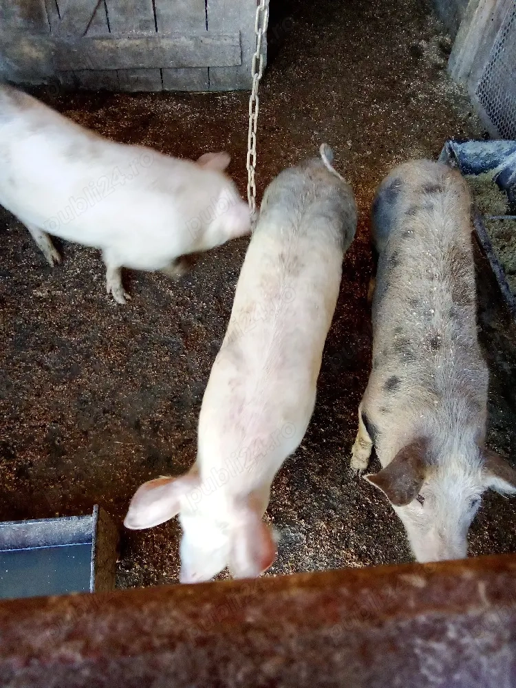 vind doi porci intretinuti cu ceriale sau schimb cu porumb sau griu 