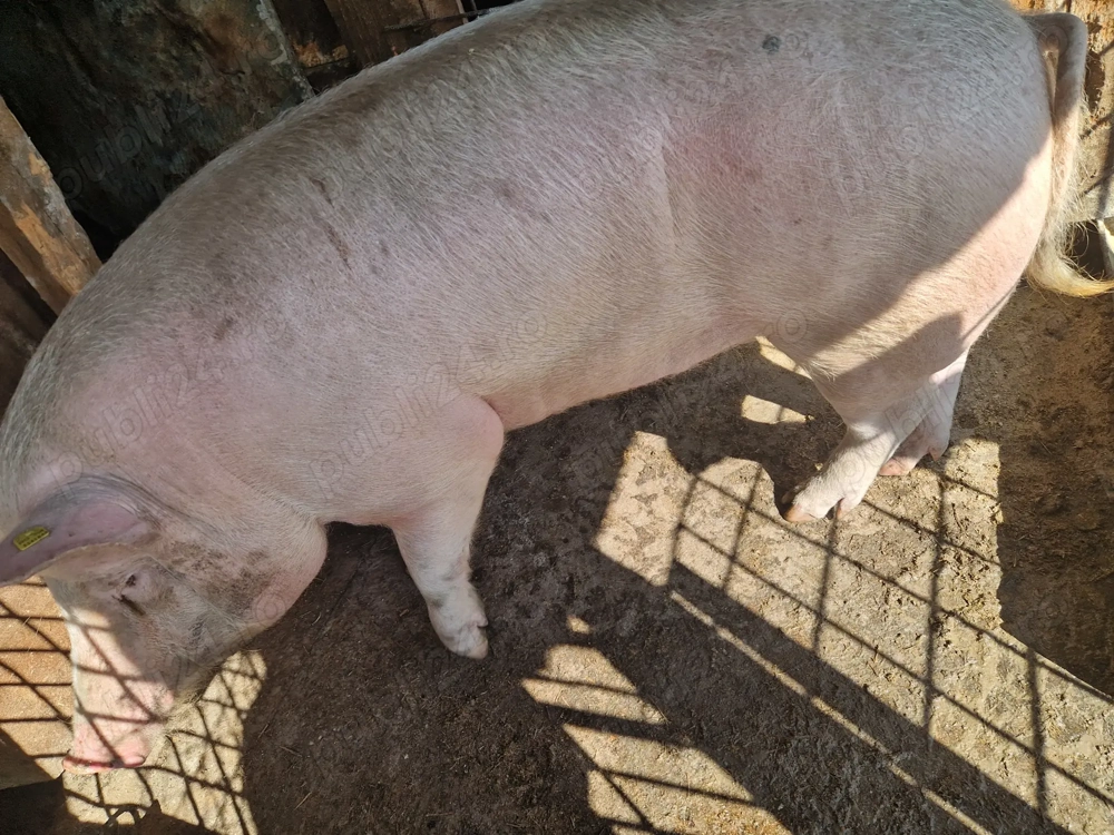 Porc de vânzare 