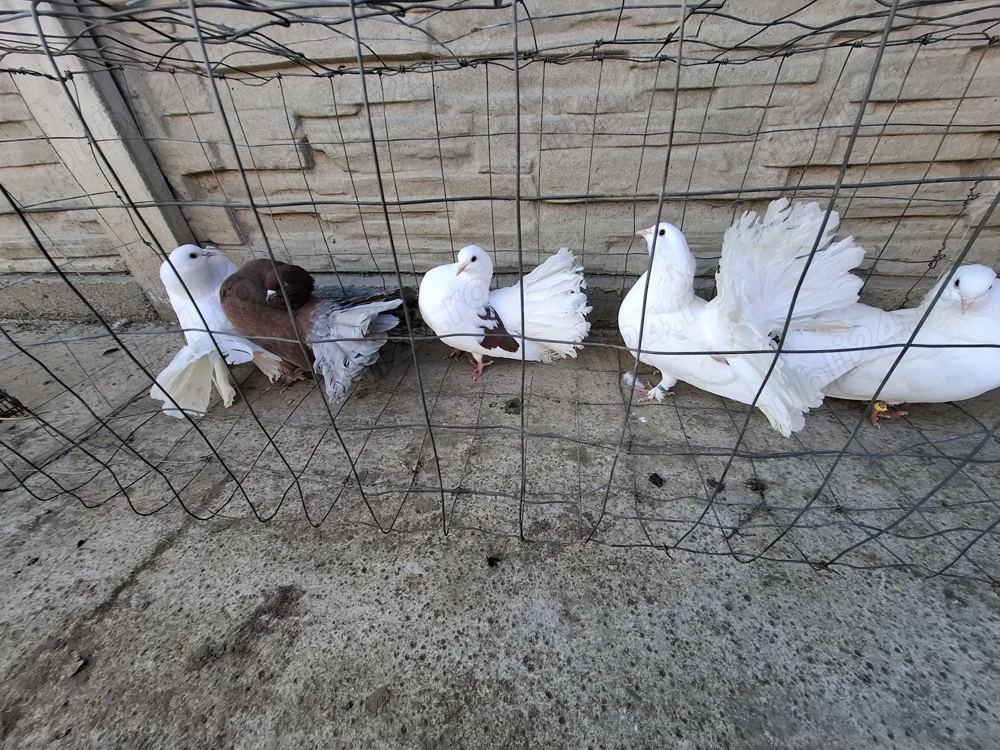 Vand porumbei voltați 