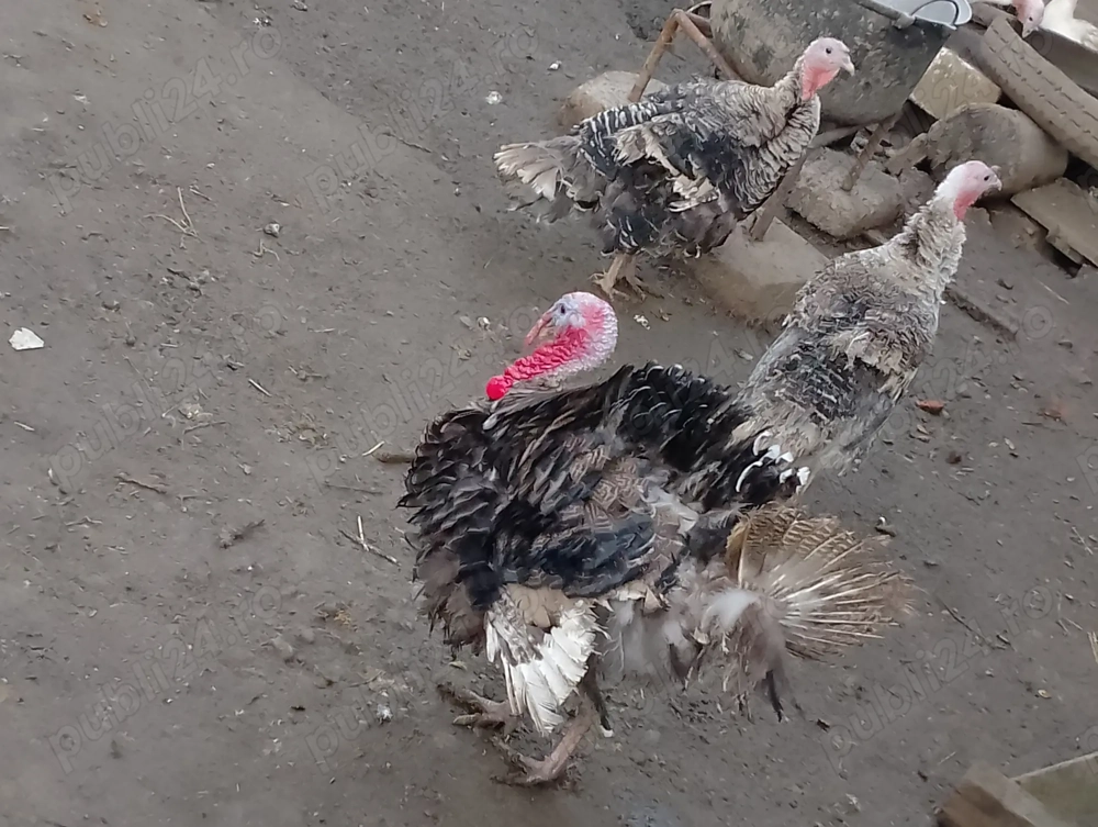 Curci și Curcani de vânzare 