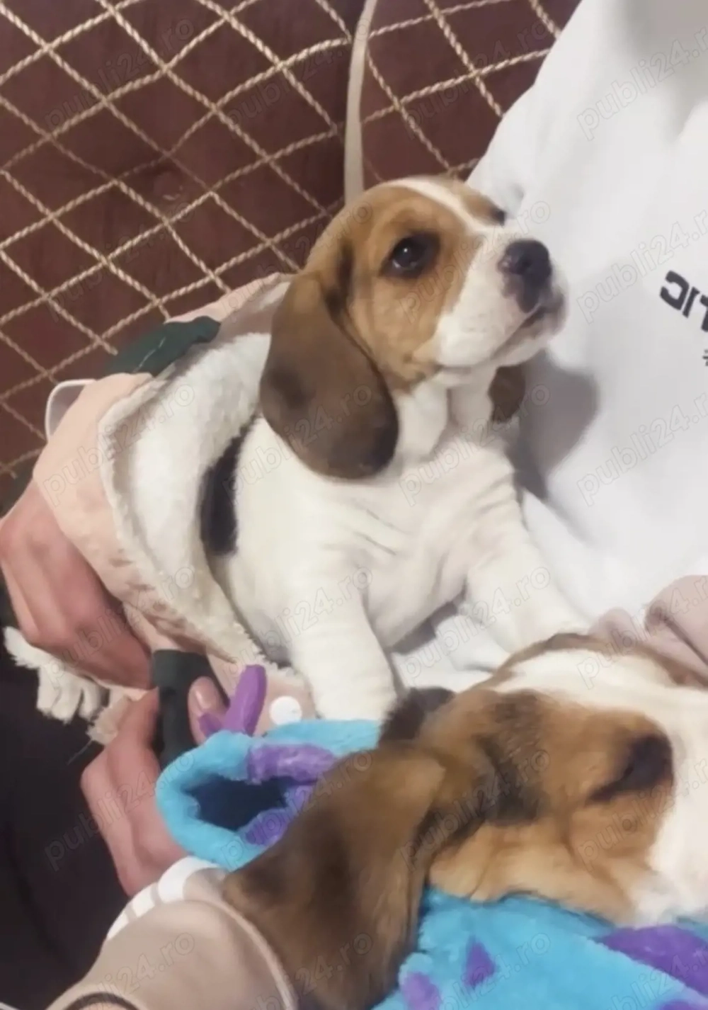 Vând 2 căței Beagle pereche 