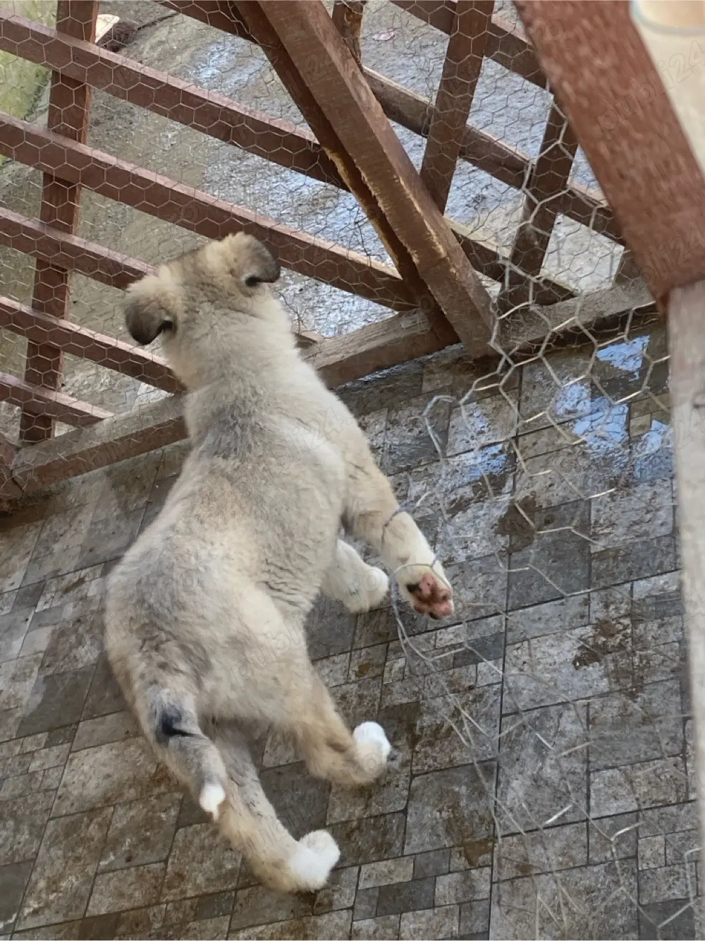 pui ciobanesc carpatin