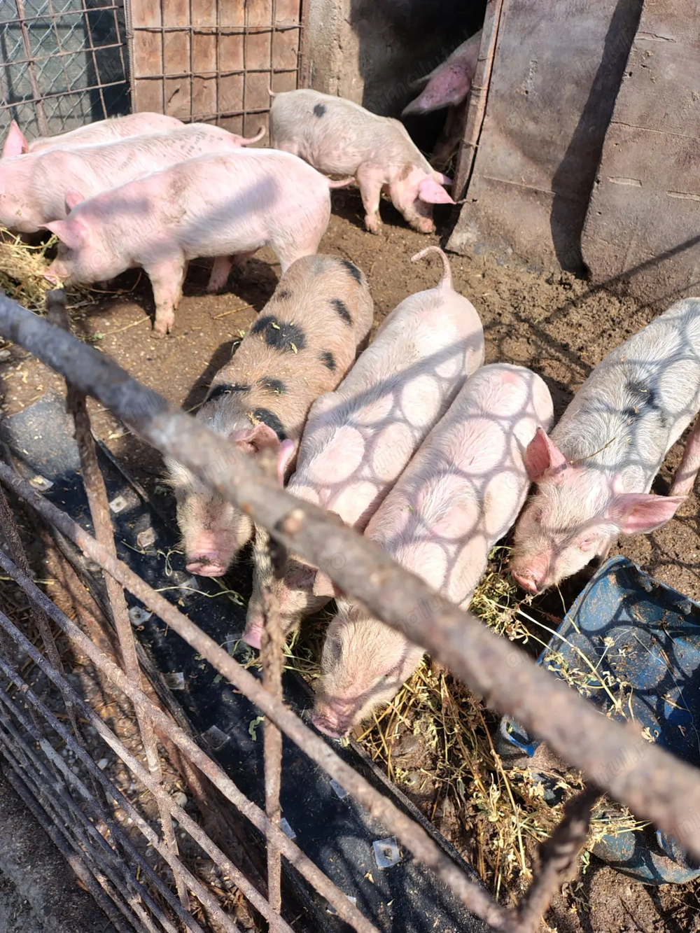  Vand Purcei 20-30 kg pe alese. 