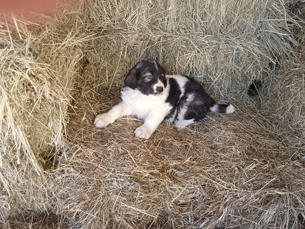 Cățeluși ciobănesc românesc 