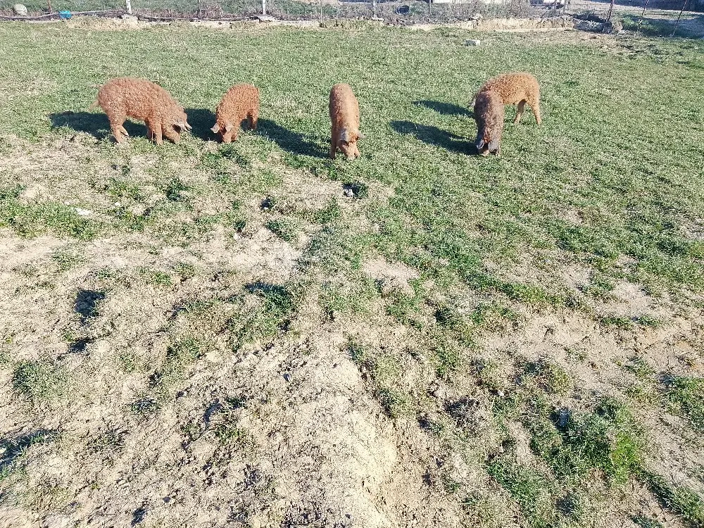 mangaliț  de 4 luni