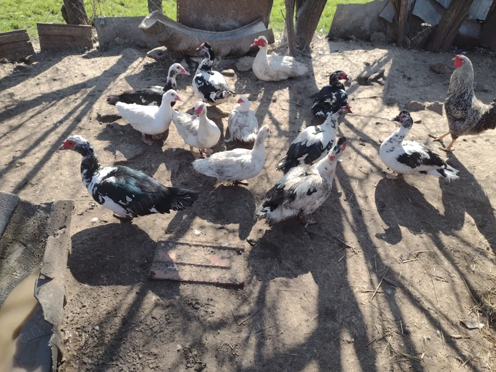 Rățoi leșește de vânzare 