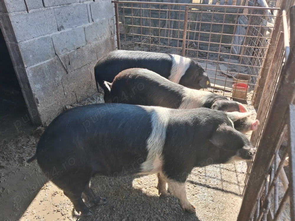 Porci bazna de vânzare 