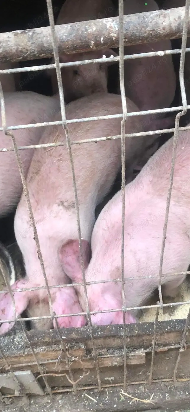 purcei si porci mari rasă de carne