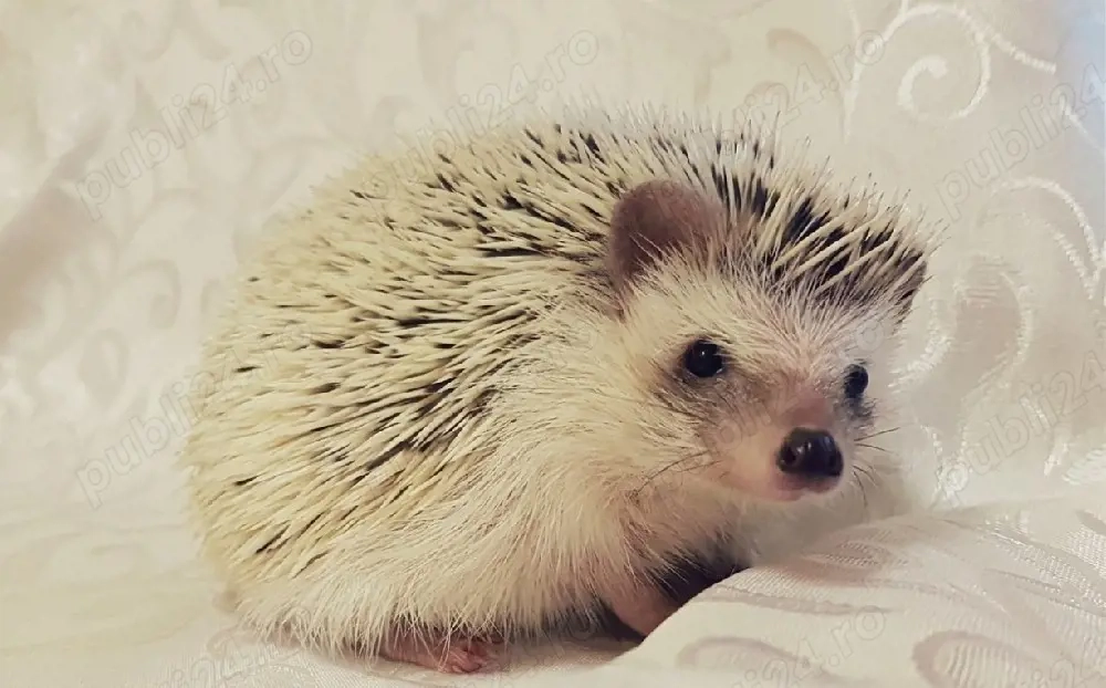 Vând arici pitic african 