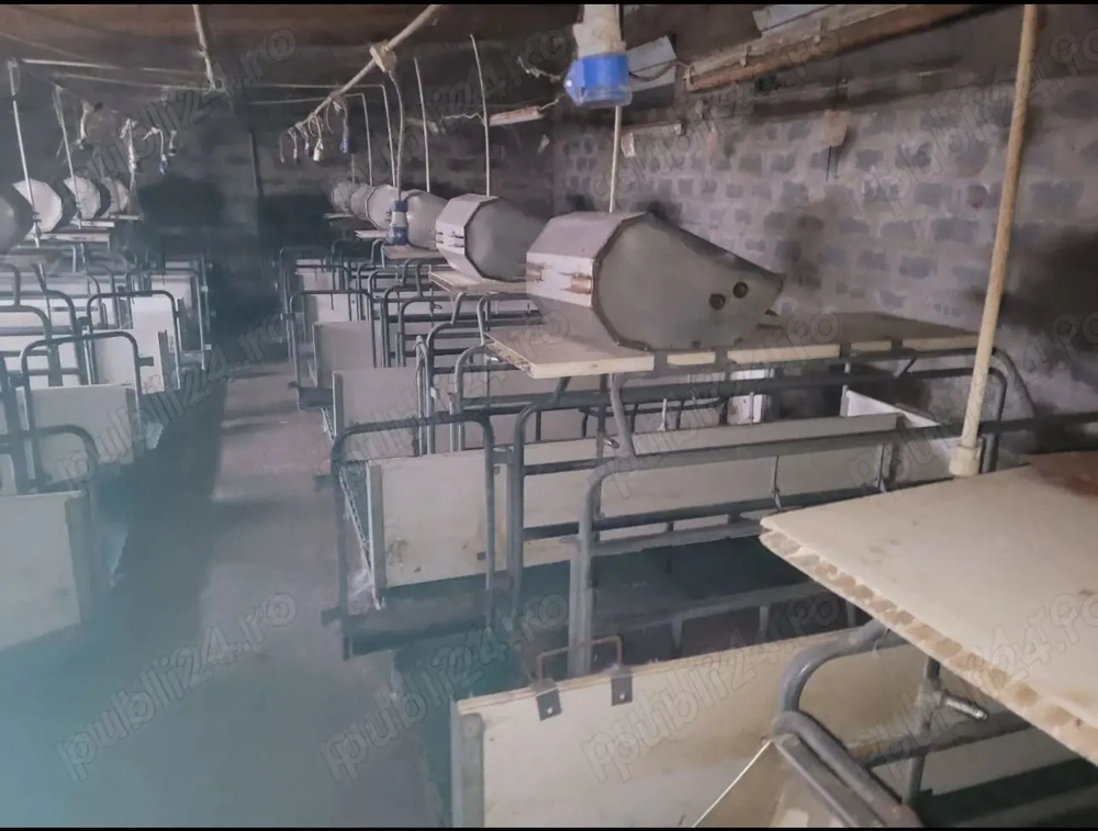 Vand boxe fatare scroafe