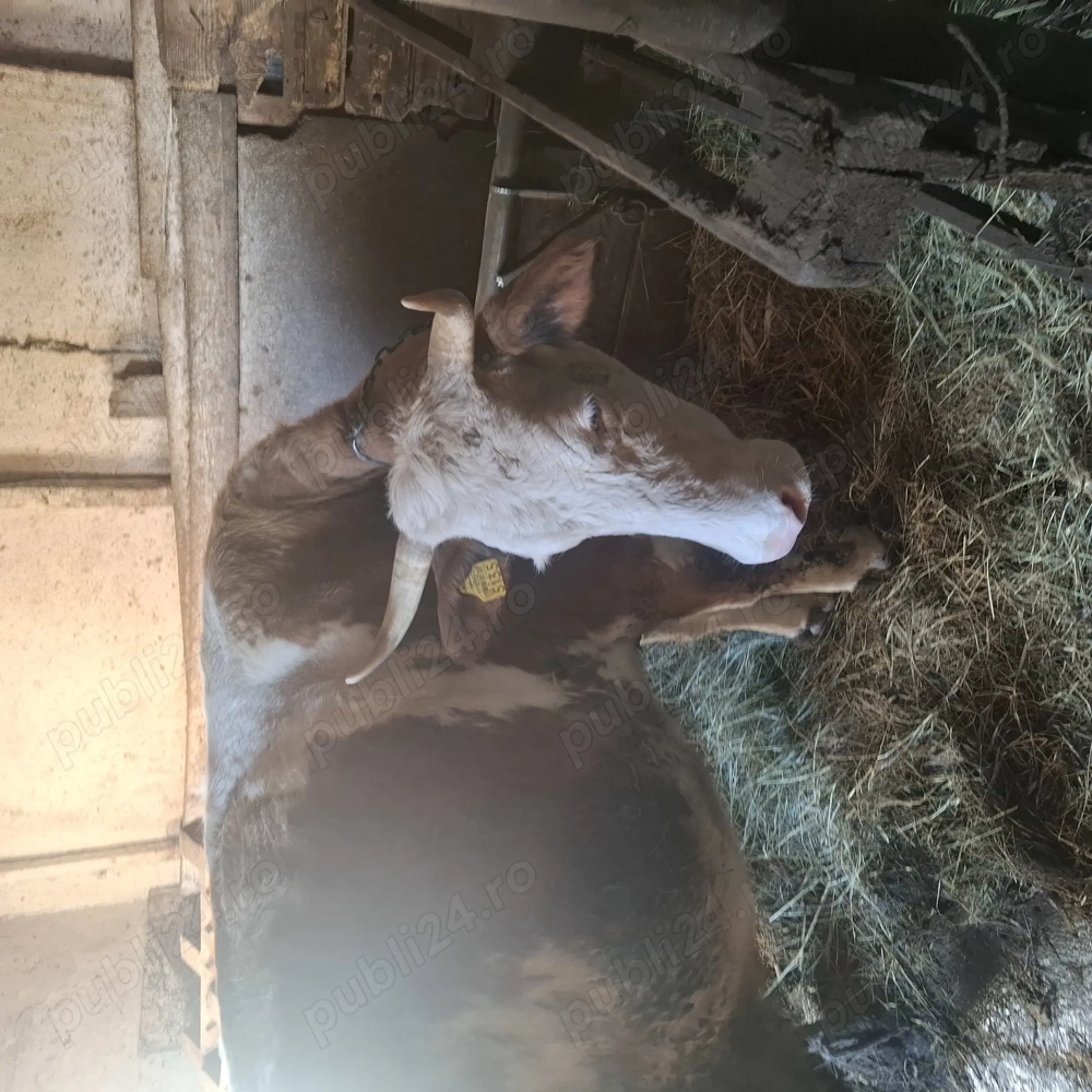 Vând  vaca   de 5 ani, fatata de 2 săptămâni ,vitea albastru  belgian. 