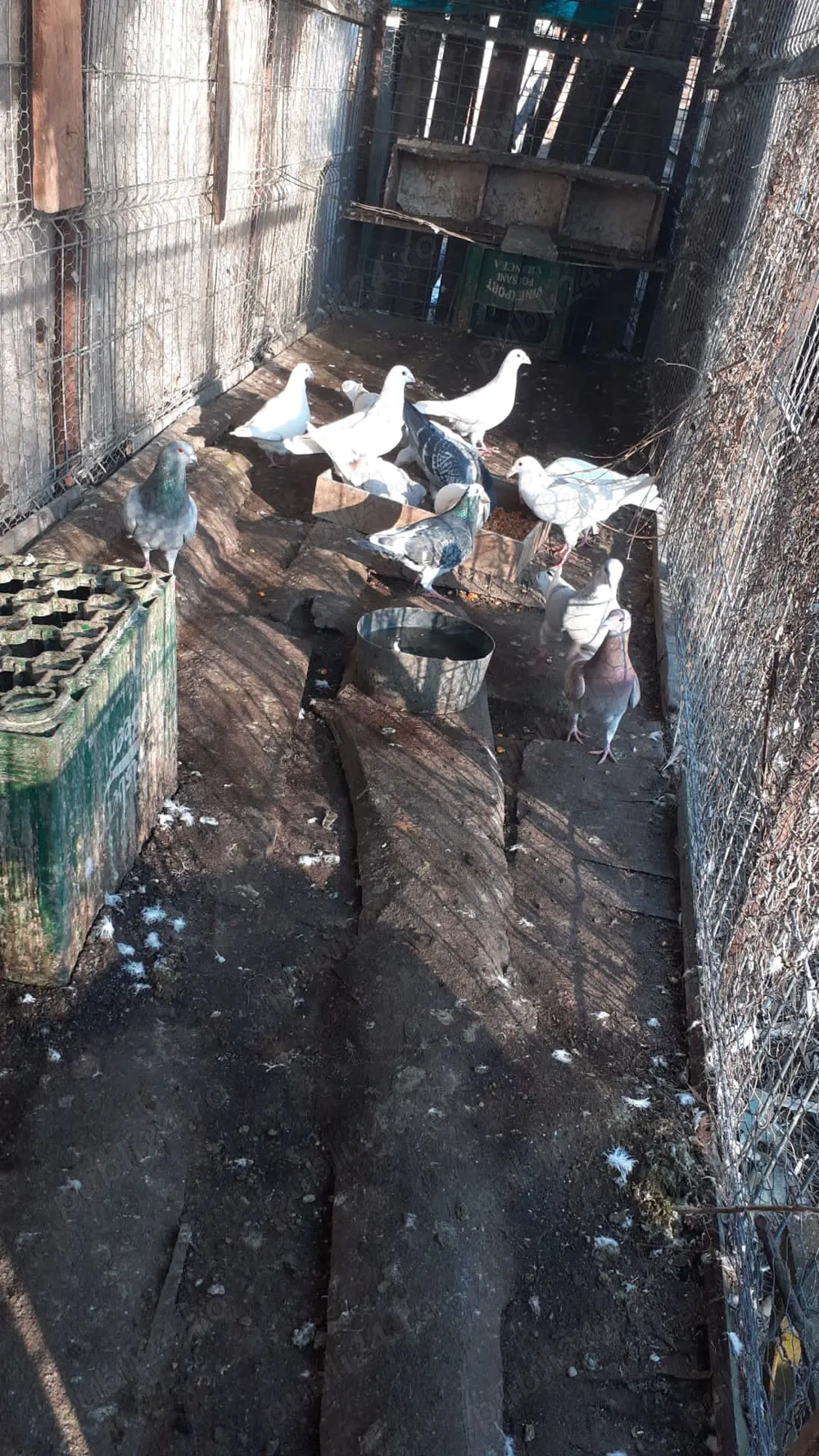 Vând 30 porumbei voiajori 