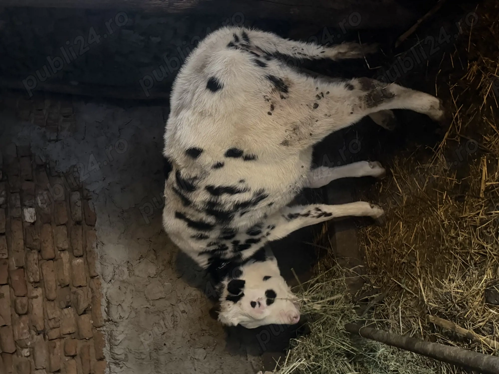 Vițea rasă holstein 