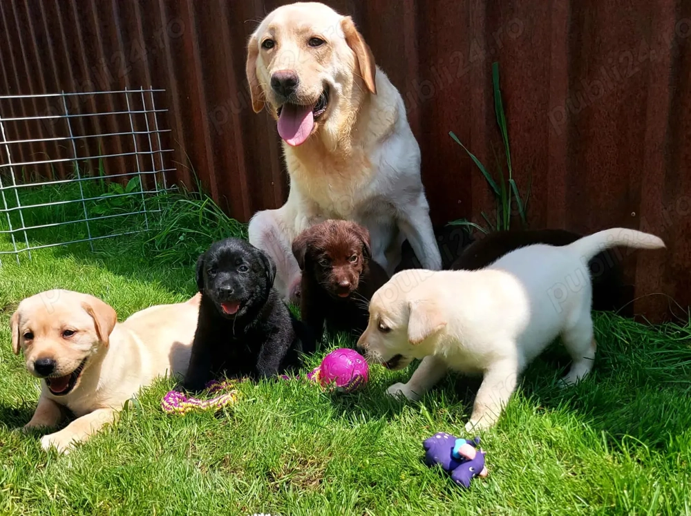 Pui Labrador Retriever