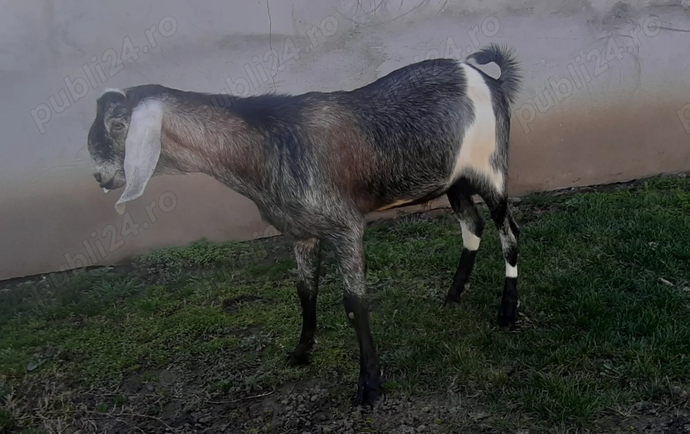 Tapisor Anglo Nubian 