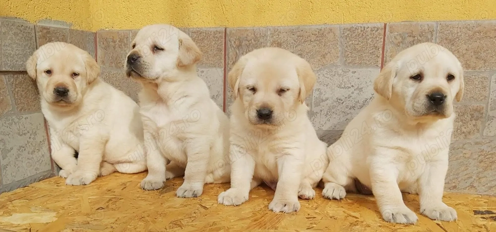 Puiuti Labrador Retriever pentru tine !