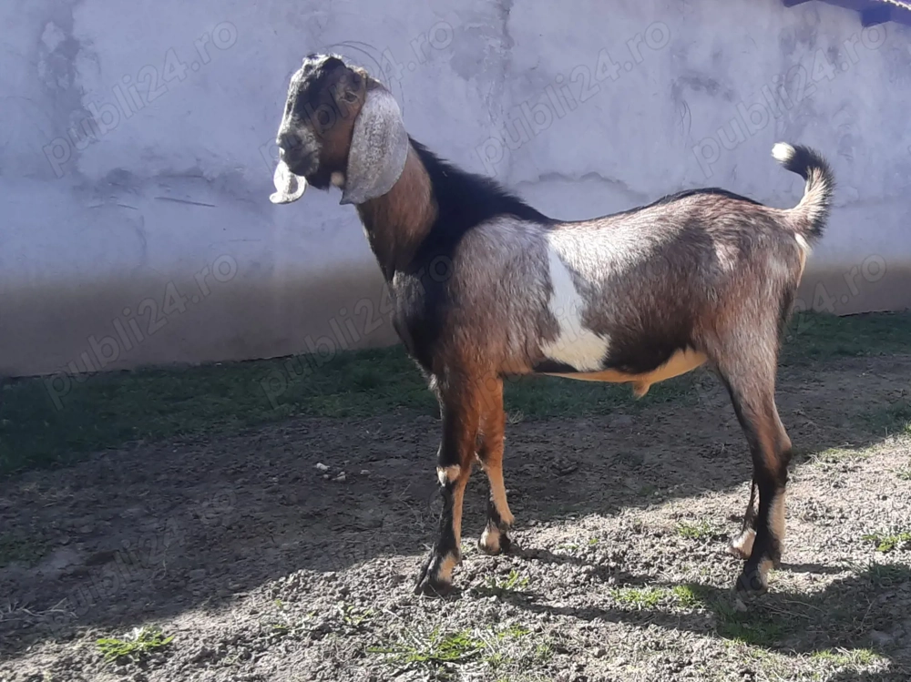 Tapisor Anglo Nubian 