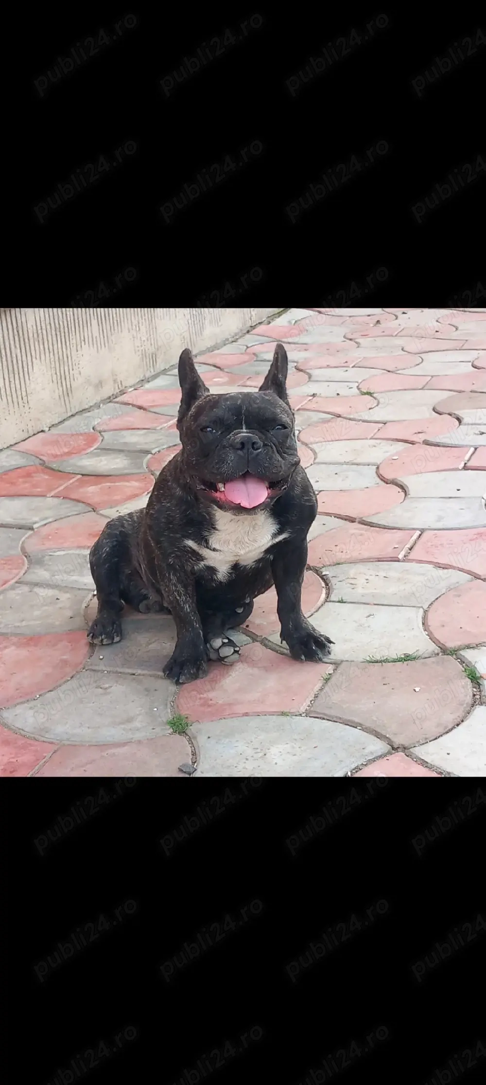 Femela de bulldog francez 