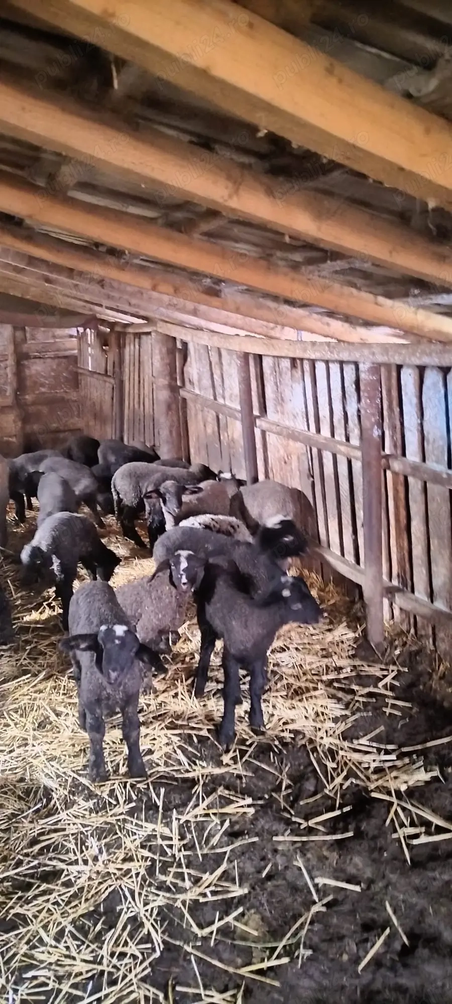 Miei de vanzare pentru Paște