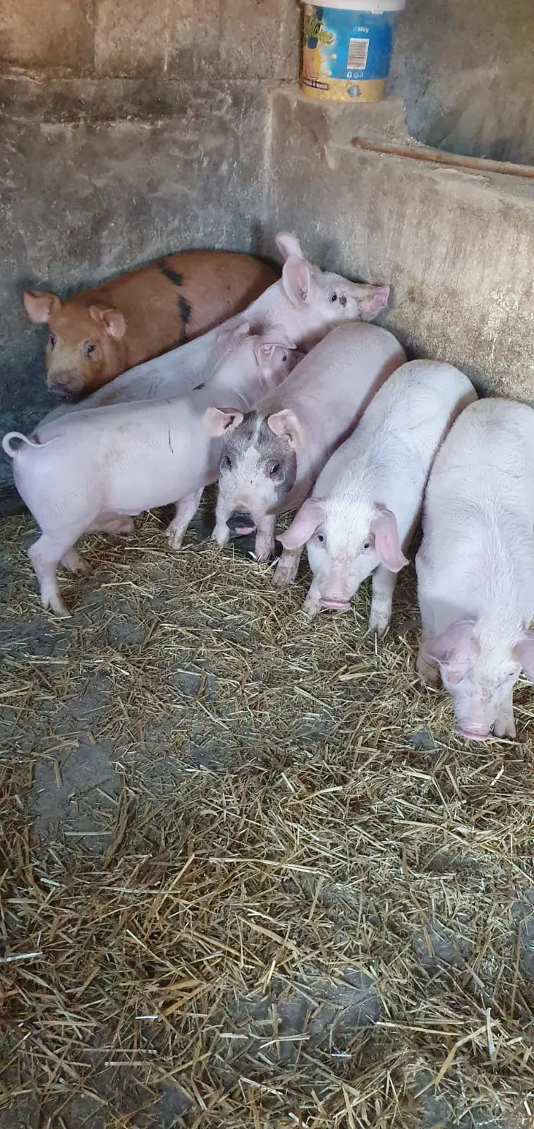 Purcei și porci mari de vânzare! 