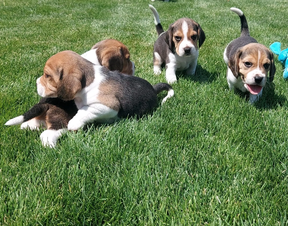Pui Beagle Pedigree Tricolori