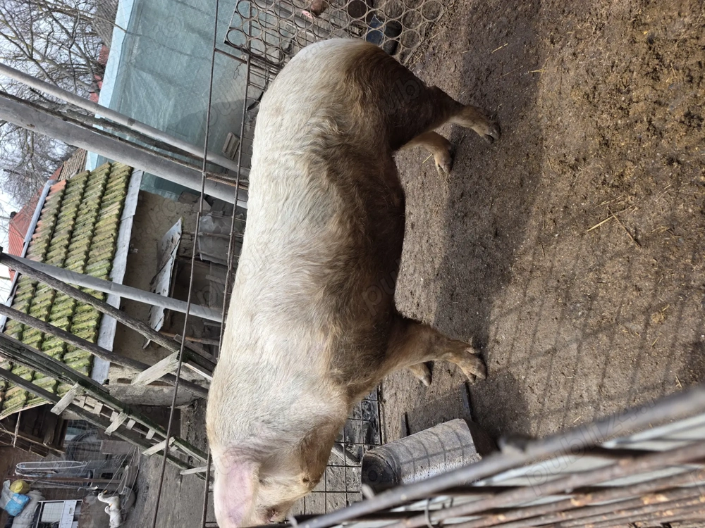  Vand Porc De Casa! 371 kg 