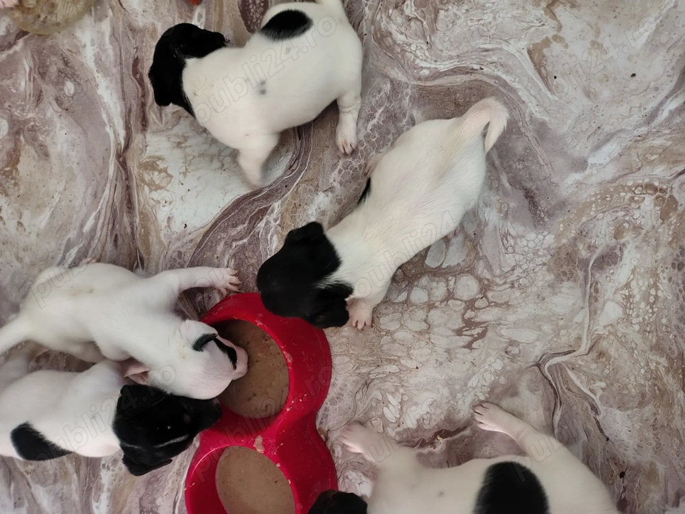 Jack Russell terrier tricolori si bicolori