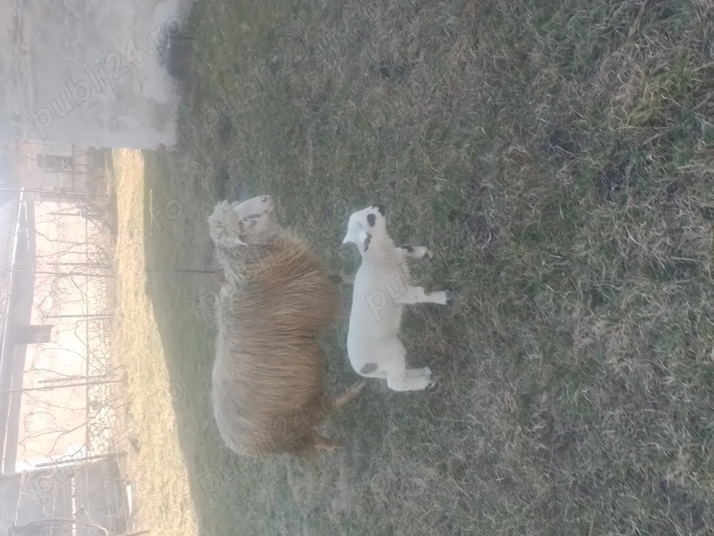 Vînd 6 oi cu miei