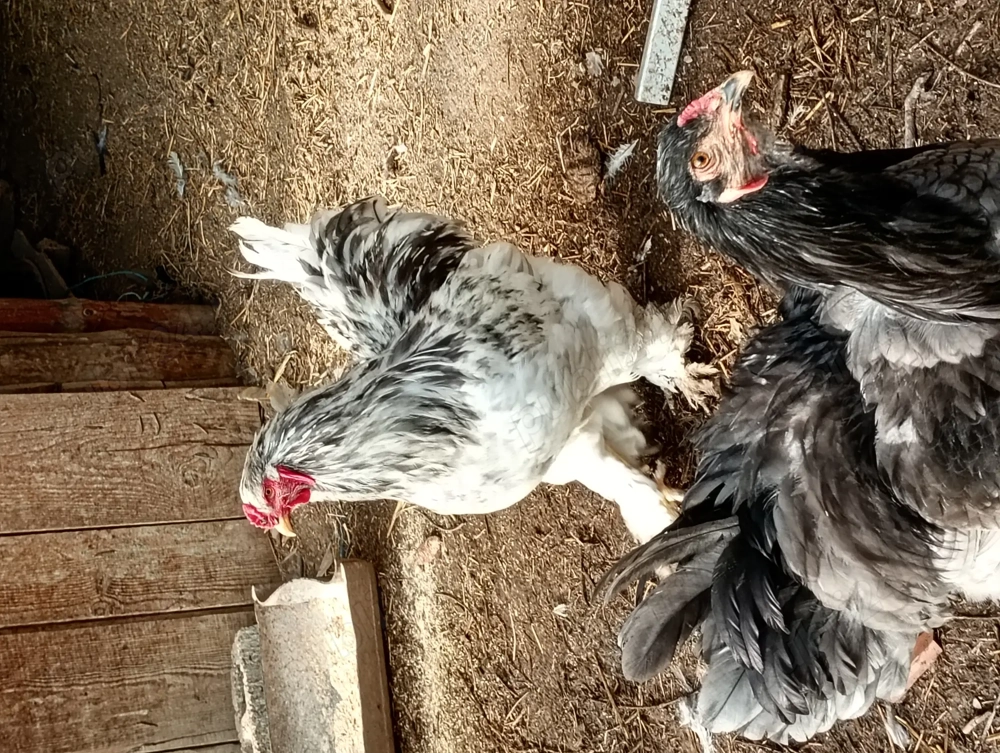 Se vinde rasă brahman!