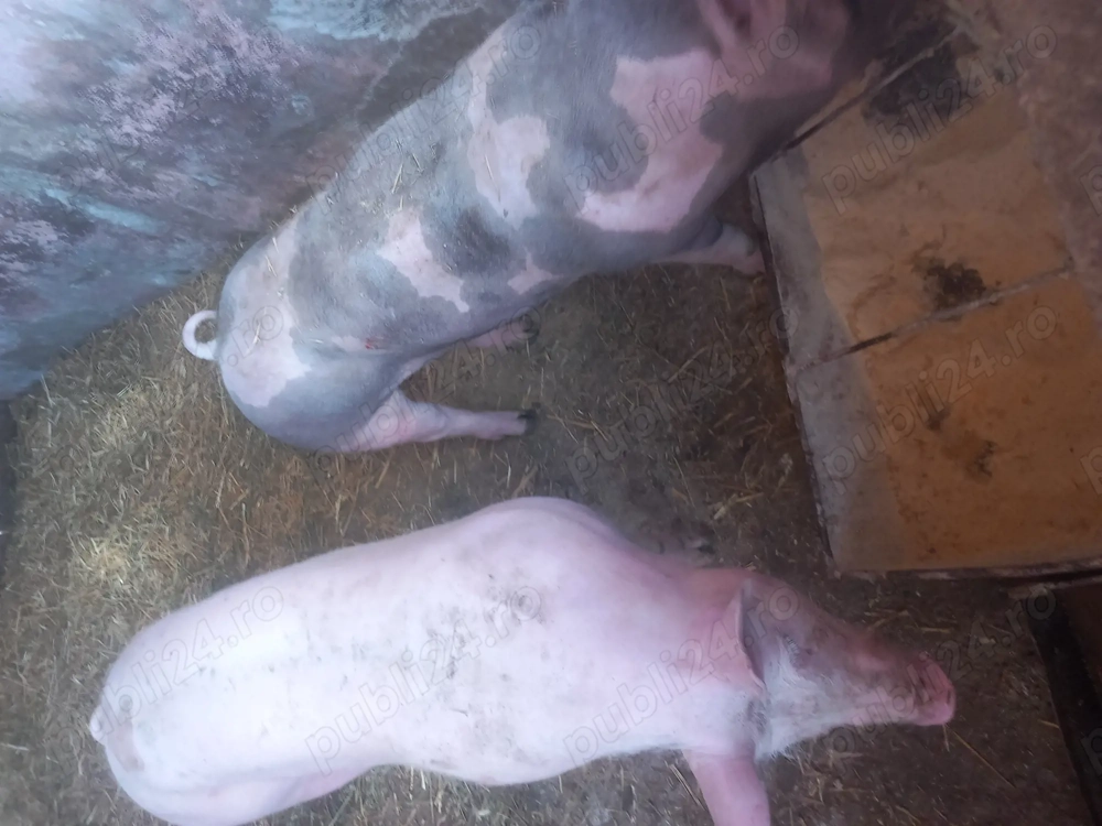 Scrofita  pentru  reproductie 