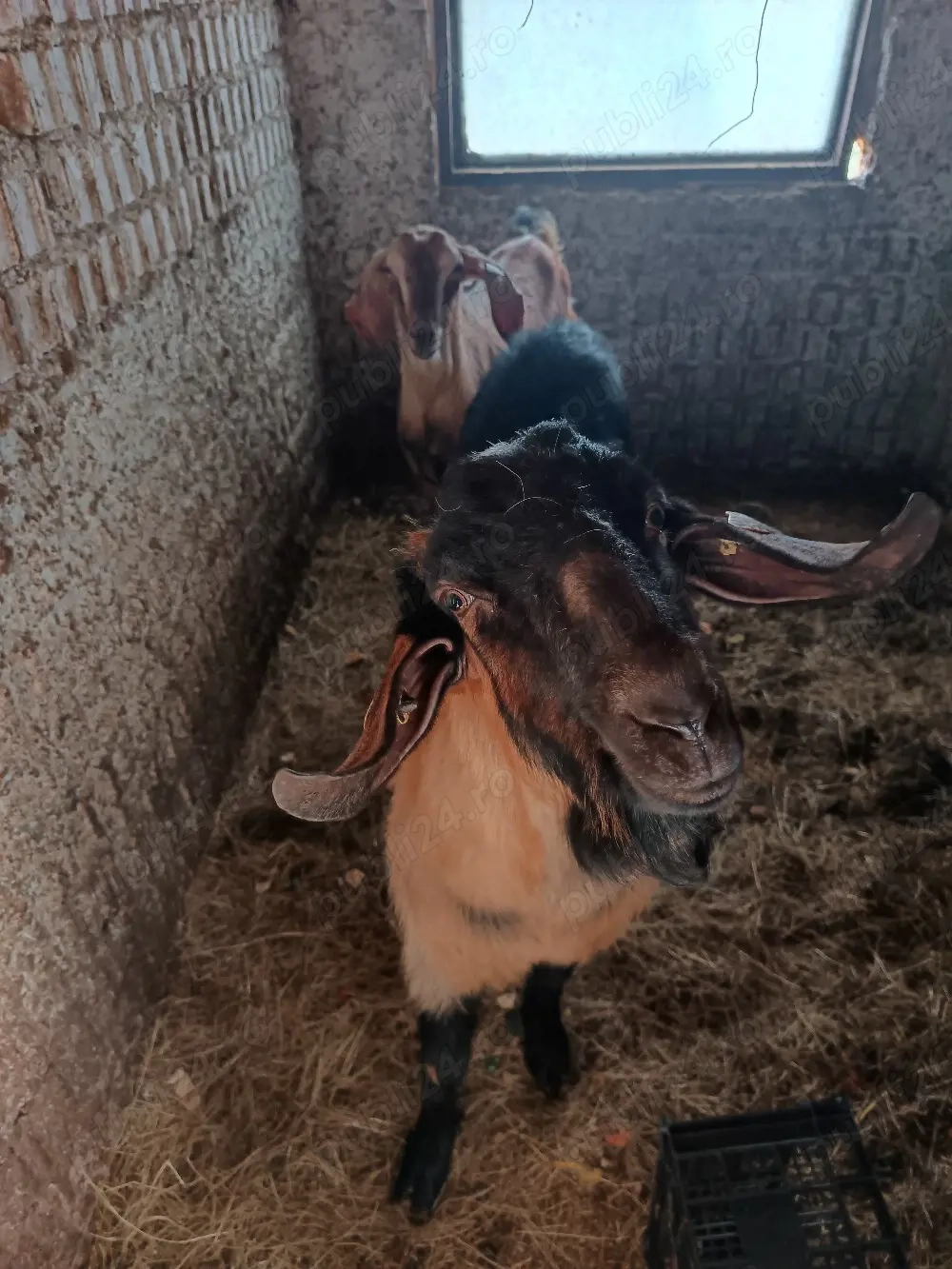   capre siȚapi anglo-nubian 