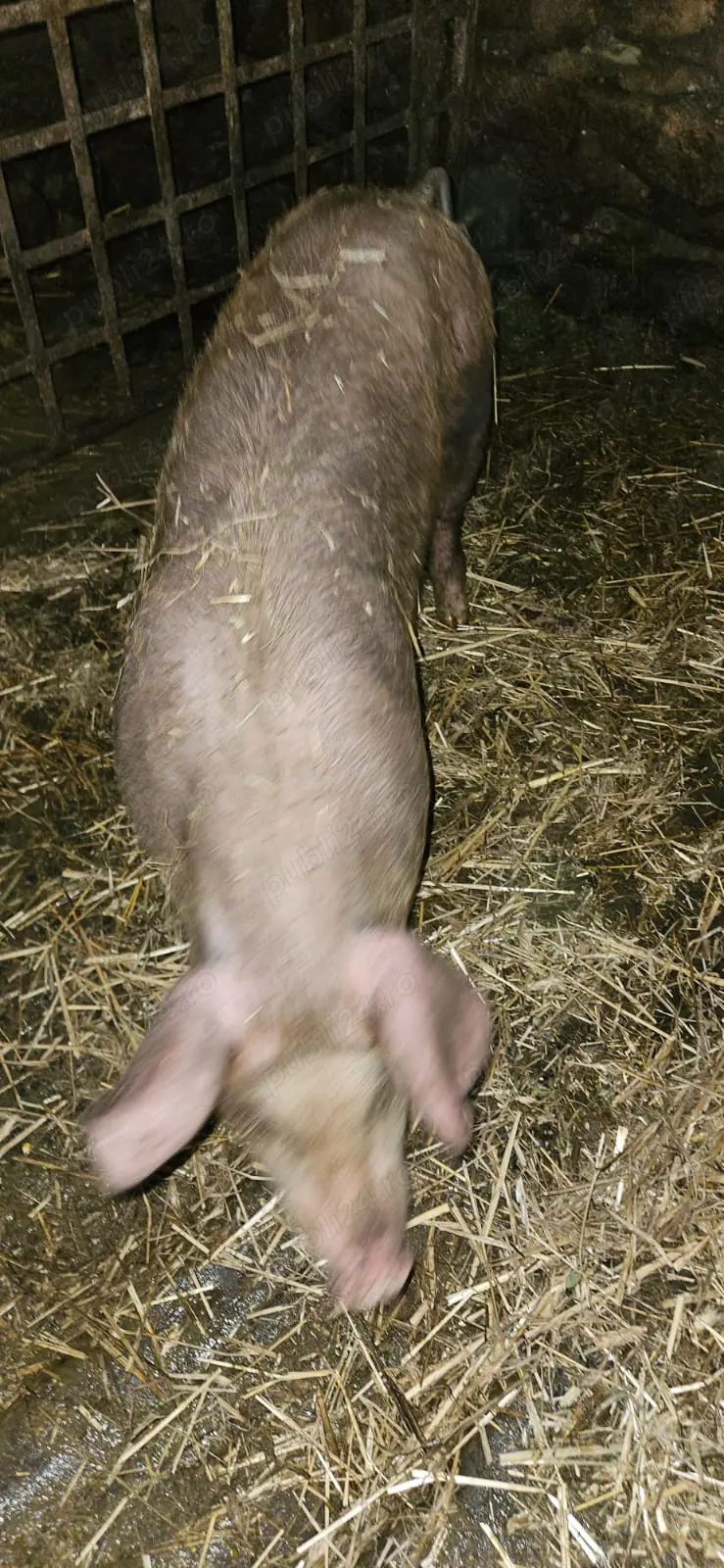 Grăduni de vânzare