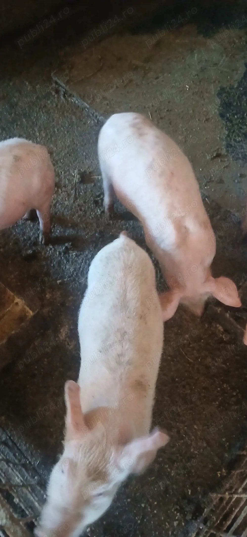 Purcei pietrean ieftini