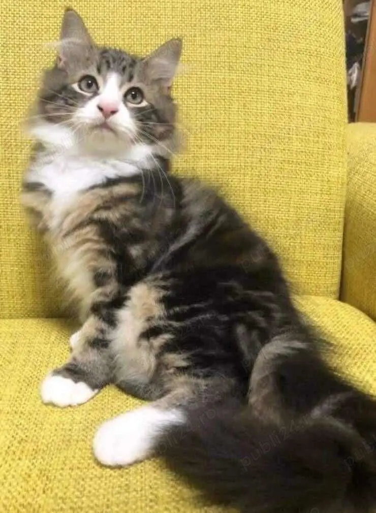 Norvegian de pădure 