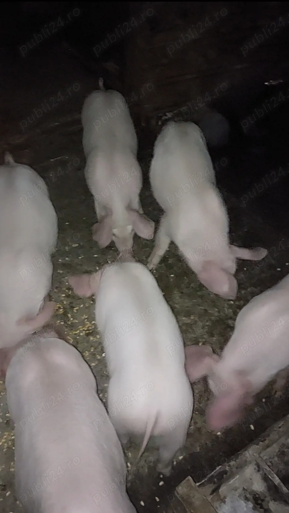 Grasuni 8 sap rasă  landrace cu marele alb 