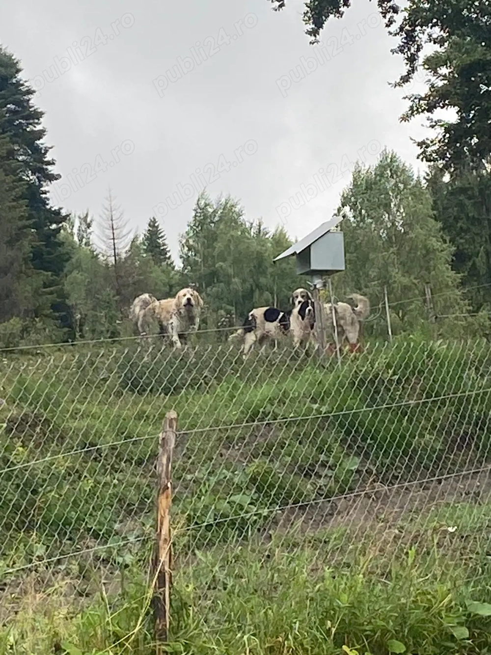 Ciobănesc de Vanzare 