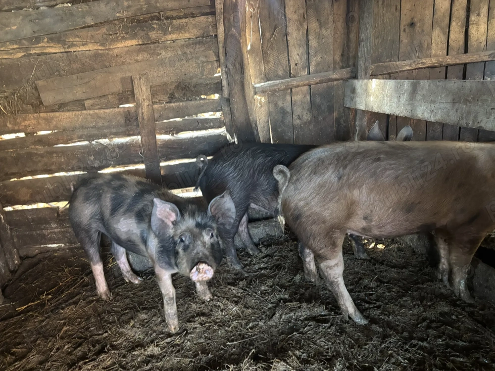 Vând porci , prețul este negociabil 