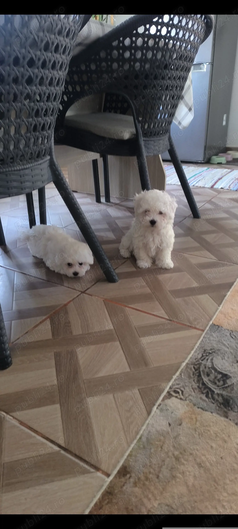 Doi pui de bishoni își caută căsuța nouă !