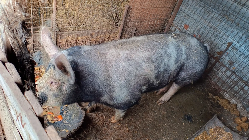 Porc de vânzare 