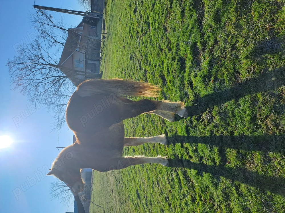 Vand manza de  1 an si 4 luni