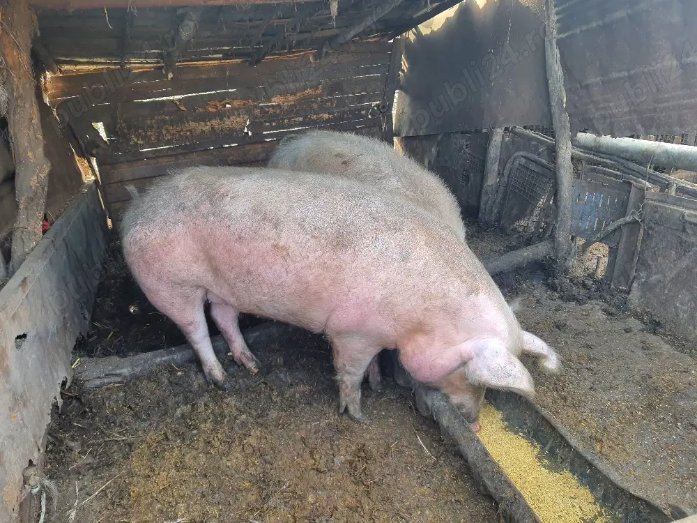 Vand 2 porci ! 